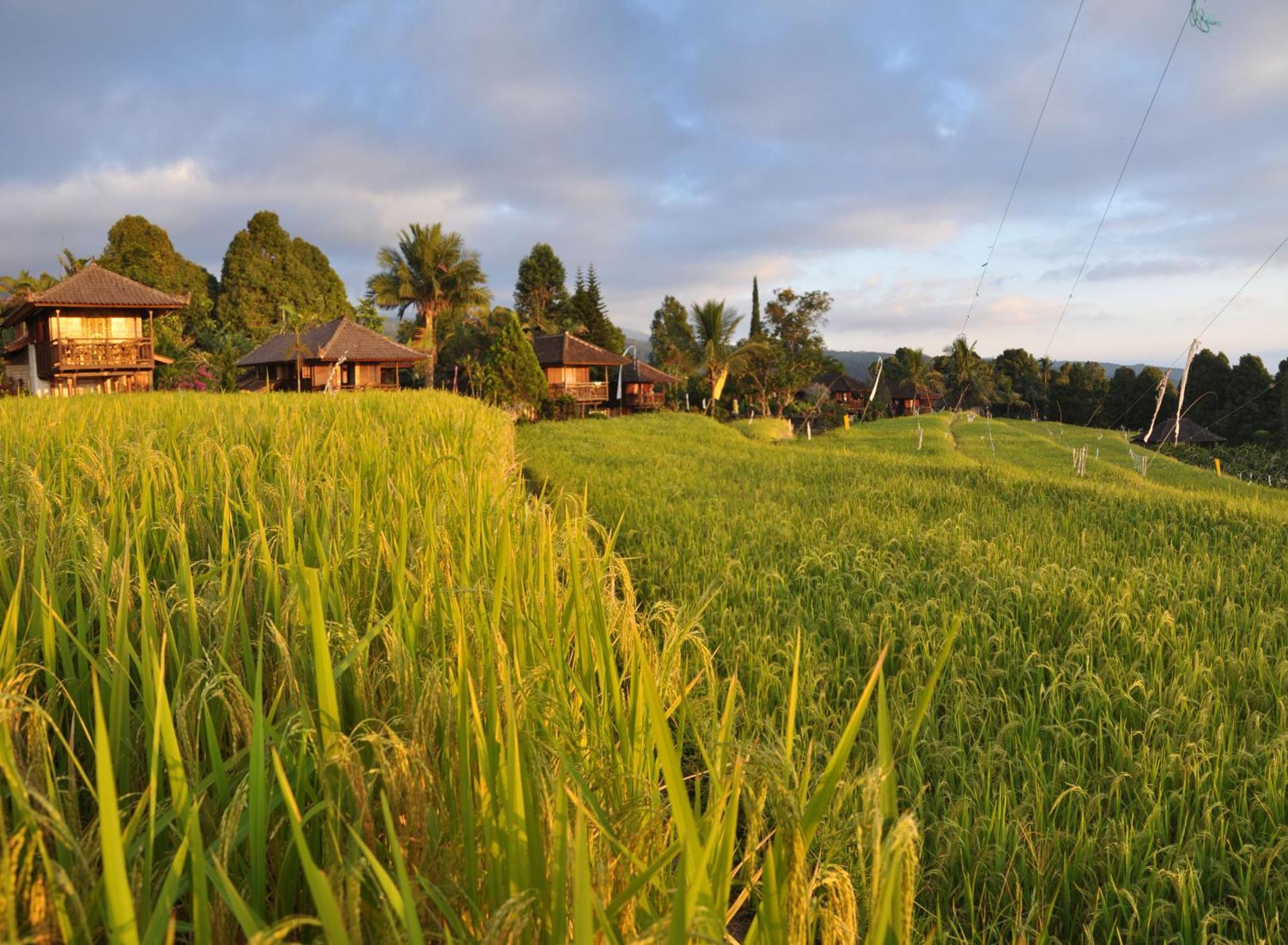 Puri Lumbung Cottages Restaurant & Spa Munduk Eksteriør bilde